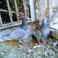 کبوتر رنگی و دورگ فروشی|پرنده|شوشتر, |دیوار