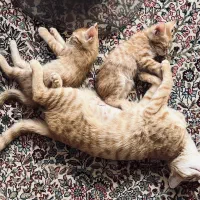 واگذاری بچه گربه سه ماهه