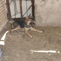 توله سگ ژرمن