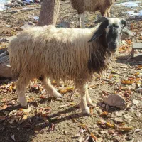 بره قوچ|حیوانات مزرعه|سیسخت, |دیوار