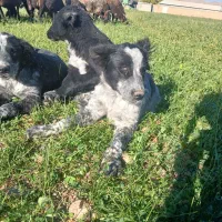 توله سگ|سگ|فولادشهر, مسکن مهر فولادشهر|دیوار