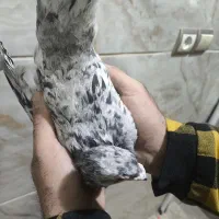 دودی هفرنگ نر|پرنده|بشاریات, |دیوار