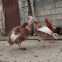 بوقلمون کردی.عشایری