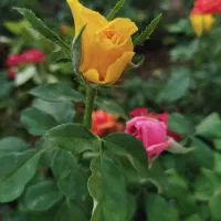 رز هلندی فقط۳۴ت|گل و گیاه طبیعی|اصفهان, زاجان|دیوار