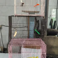 ۳ عدد قفس پرنده همراه وسایل کامل