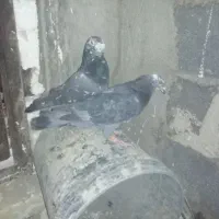 سینه سبز وآبی وپلاکی وسرور سیاه|پرنده|شیراز, آزادی|دیوار