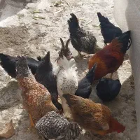 مرغ و خروس|حیوانات مزرعه|قزوین, |دیوار