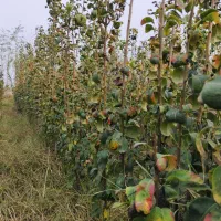 نهالستان شکوفه|حراج|میاندوآب, |دیوار