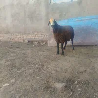 یک راس بره قوچ شال و میش