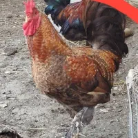 خروس