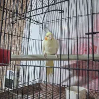 عروس هلندی لوتینو