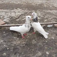 طوقی