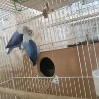 فروش جفت کتوله برزیلی مولد