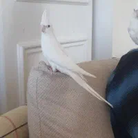 معاوضه آلبینو با لوتینو|پرنده|کرمان, |دیوار