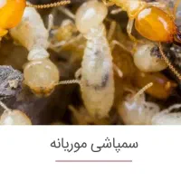 سمپاشی/موریانه زدایی/سم پاشی/انواع حشرات|خدمات نظافت|اهواز, منبع اب|دیوار