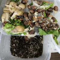 فروش حلزون آفریقایی آچاتینا