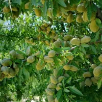 نهالستان پسته و گردو های پربار پالیز