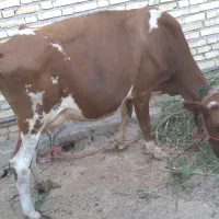 گاو