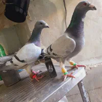 سه تا آلمانی درجه یک