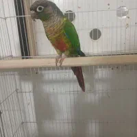 گرینچیک یلوساید دستی