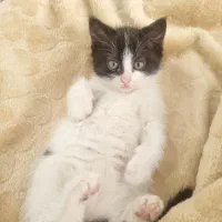 واگذاری بچه گربه