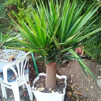 یوکا|گل و گیاه طبیعی|نوشهر, |دیوار