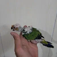 خری د وو شاه طوطی کاسکو ملنگو|پرنده|تهران, هلال احمر|دیوار