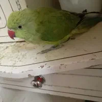 طوطی ملنگو|پرنده|جناح, |دیوار