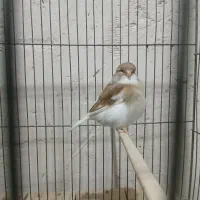 قناری گلاستر ماده سهره دو ماه قفس|پرنده|اسکو, |دیوار