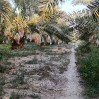 نهال خرمای برهی اصیل|خدمات باغبانی و درختکاری|رامهرمز, |دیوار