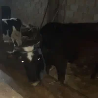 لیشه گاو دورگ محلی همراه گوساله