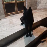 ژرمن بلک جهت جفتیابی