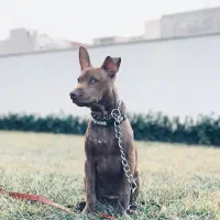 واگذاری پیتبول یک ساله با شناسنامه و واکسن|سگ|فردیس, دهکده|دیوار