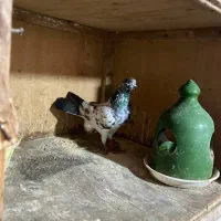 کفتر های پرشی و جوجه کشی|پرنده|رشت, آتشگاه|دیوار