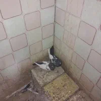 یک جفت سین سیاه کلاهی