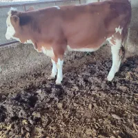 تلیسه مونت سیمینتال قرمز شرابی جنس|حیوانات مزرعه|گمیشان, |دیوار