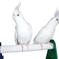 خرید و فروش عروس هلندی