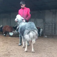 قیر قوچ رندان