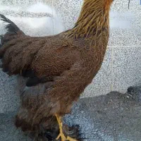 مرغ و خروس برهما و گلین اصل|حیوانات مزرعه|شیراز, شریف‌آباد|دیوار
