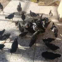 نیمچه مرغ گلین