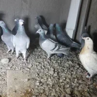 ۱۵تان همه باهم ۵میلیون۵۰۰|پرنده|هامون, |دیوار