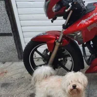 گمشده شیتزو تریر حدودا ۴ ماه پیش