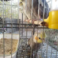 عروس هلندی نر