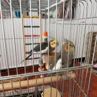 عروس هلندی نر و ماده رام شده و سخنگو