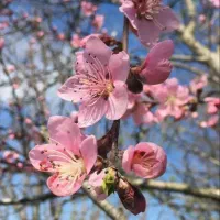 مکه عمره اعزام ۹۳