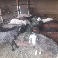 تعداد ۱۹راس بره