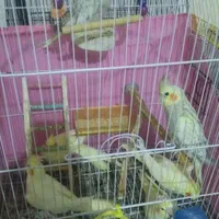 عروس هلندی گل باقالی لوتینوسیامون آهویی