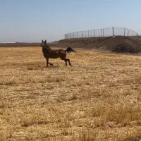 مادیان