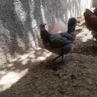 فروش مرغ گلین و گلپایگانی