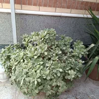 گل آپارتمانی وحیاطی|گل و گیاه طبیعی|شیراز, رکن‌آباد|دیوار